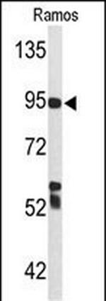 C7 Antibody in Western Blot (WB)