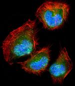 DLL3 Polyclonal Antibody