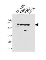 DLL3 Antibody in Western Blot (WB)
