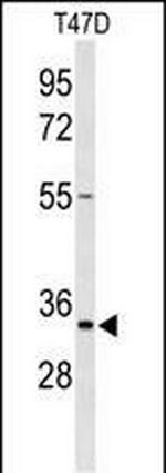 TSPAN33 Antibody in Western Blot (WB)