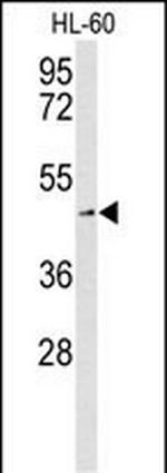 ASCT2 Polyclonal Antibody