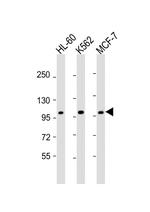 GEN1 Polyclonal Antibody