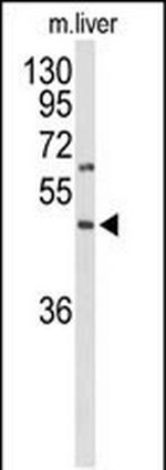 GPR160 Polyclonal Antibody