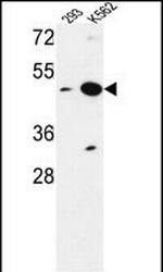 NUPL2 Polyclonal Antibody