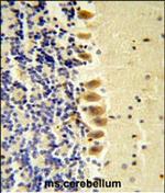 STK40 Polyclonal Antibody