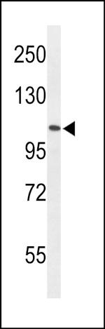 AFF4 Polyclonal Antibody