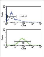 ANKH Antibody in Flow Cytometry (Flow)