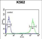 GAGE7 Antibody in Flow Cytometry (Flow)