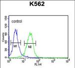 Claudin 15 Antibody in Flow Cytometry (Flow)