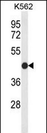 Claudin 15 Polyclonal Antibody