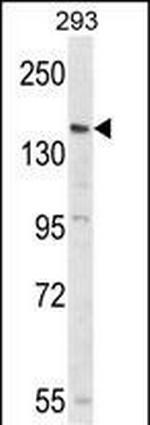 PCDH17 Polyclonal Antibody