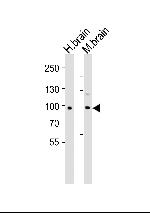 CDH20 Polyclonal Antibody