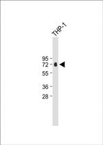 Properdin Polyclonal Antibody