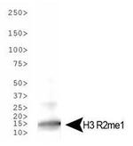 H3R2me1 Antibody in Western Blot (WB)