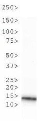 H3R2me1 Antibody in Western Blot (WB)