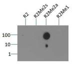 H3R2me2a Antibody in Dot Blot (DB)
