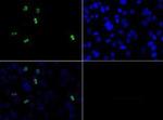 H3R2me2a Antibody in Immunocytochemistry (ICC/IF)
