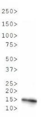 H3R2me2a Antibody in Western Blot (WB)