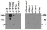 H3K4me1T3ph Antibody in Dot Blot (DB)