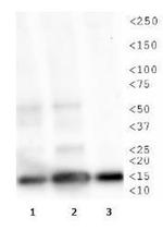 H3K4me1T3ph Antibody in Western Blot (WB)
