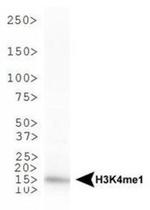 H3K4me1 Antibody in Western Blot (WB)