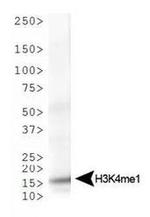 H3K4me1 Antibody in Western Blot (WB)