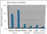 H3K4me2 Antibody in ChIP Assay (ChIP)
