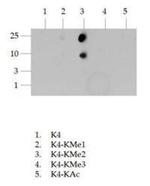 H3K4me2 Antibody in Dot Blot (DB)