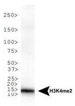 H3K4me2 Antibody in Western Blot (WB)