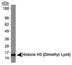 H3K4me2 Antibody in Western Blot (WB)