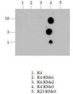 H3K4me3 Antibody in Peptide array (ARRAY)