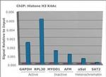 H3K4ac Antibody in ChIP Assay (ChIP)