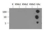 H3K4ac Antibody in Dot Blot (DB)