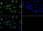 H3K4ac Antibody in Immunocytochemistry (ICC/IF)