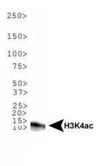 H3K4ac Antibody in Western Blot (WB)