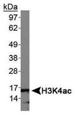 H3K4ac Antibody in Western Blot (WB)