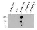 H3K4me1T6ph Antibody in Dot Blot (DB)