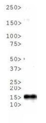 H3K4me1T6ph Antibody in Western Blot (WB)