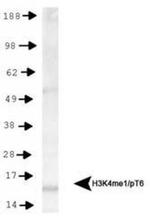 H3K4me1T6ph Antibody in Western Blot (WB)