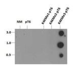 H3K4me3T6ph Antibody in Dot Blot (DB)