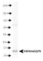 H3K4me3T6ph Antibody in Western Blot (WB)