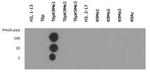 H3K9me1T6ph Antibody in Dot Blot (DB)