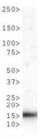 H3K9me1T6ph Antibody in Western Blot (WB)