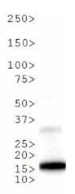 H3K9me1T6ph Antibody in Western Blot (WB)