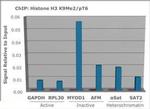 H3K9me2T6ph Antibody in ChIP Assay (ChIP)