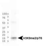 H3K9me2T6ph Antibody in Western Blot (WB)