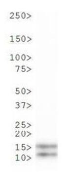 H3K9me2T6ph Antibody in Western Blot (WB)