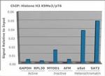 H3K9me3T6ph Antibody in ChIP Assay (ChIP)