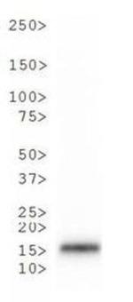 H3K9me3T6ph Antibody in Western Blot (WB)