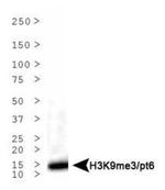 H3K9me3T6ph Antibody in Western Blot (WB)